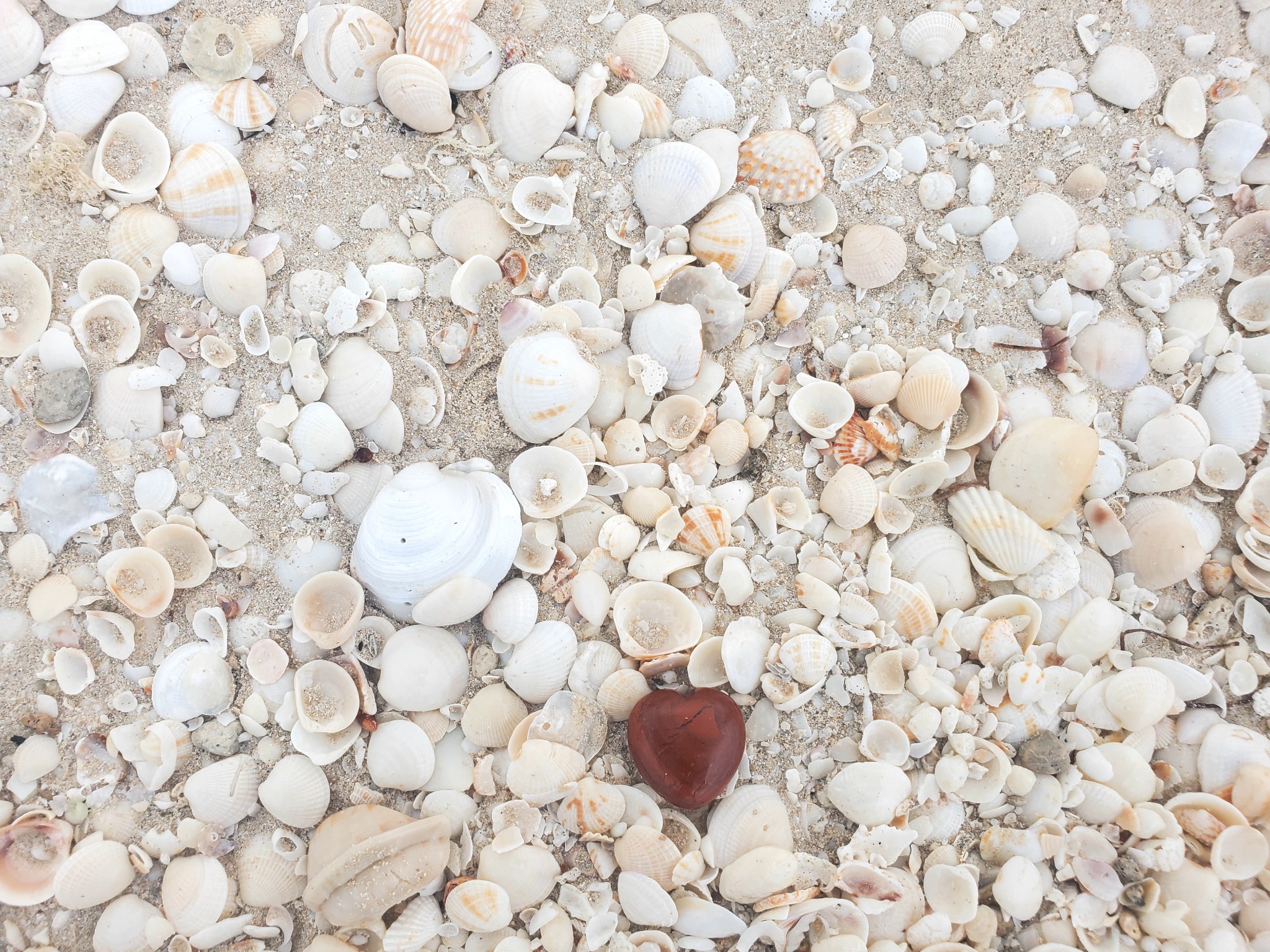 Shells scattered across sand on a beach